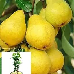 Груша колоноподібна Agro-Market Медова укорінена в контейнері саджанець 2 роки 99959 1 саджанець в упаковці