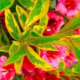 Вейгела "Brigela" вазон С3 висота 20-25см (118953) 1 саженец