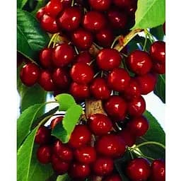 Черешня колоновидна "Сільвія" укорінена в контейнері (саджанець 2 роки) (153088) 1 саджанець в упаковке