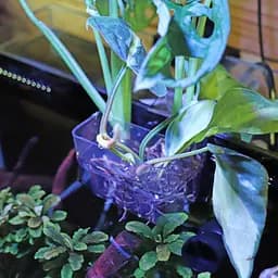 Контейнер для вирощування рослин в акваріумі Hobby Plant basket 8×9×8 см (61330) - мініатюра 3