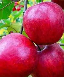 Саджанець Agro-Market Яблуня Байя Маріса (з ароматом полуниці, червоном'яса) 1 шт. в упаковці (48603)