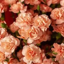 Гвоздика Махрова "Colores Fina" (188628) 1 саженец