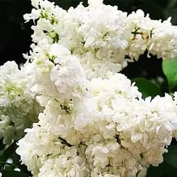 Саджанець Agro-Market Бузок білий махровий Принцеса Клементина (114987)