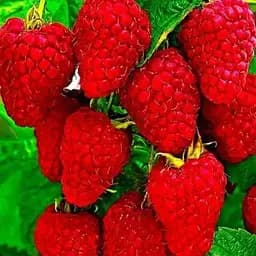 Малина Agro-Market "Брусиловский стандарт" (ремонтантный сорт, ранний срок созревания) 1-летний саженец (189486) 1 шт в упаковке