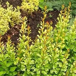 Саджанець Agro-Market Барбарис Тунберга 2-х річній Powwow С3, висота саженця 30-60см (101794)