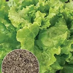 Насіння ВеснаСалат Всесезонний Зіпер 3 г (182259)