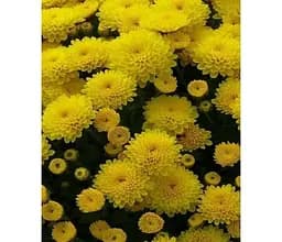 Саджанець Agro-Market Хризантема мультифлора куляста Nina Jaune (176438) 1 шт. в упаковці