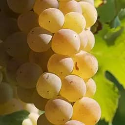 Саджанець Agro-Market Виноград Мускарис (винний, середній термін дозрівання, мускатний аромат) 1 шт. в пакуванні (101848)