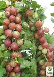 Агрус на штамбі Agro-Market "Неслуховський" (ранній термін дозрівання, великоплідний) (43072) 1 саджанець в упаковці - мініатюра 2