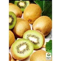 Саджанець Agro-Market Ківі Соло (самозапильний) (26160) - мініатюра 3