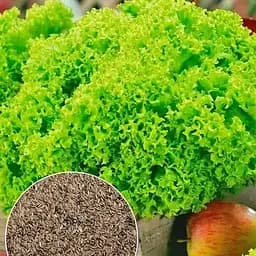 Насіння Весна Салат Орфей зіпер 5 г (32949)