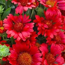 Гайлардія багаторічна великоквіткова "Mesa Red" (вазон Р9) (189461) 1 саженец