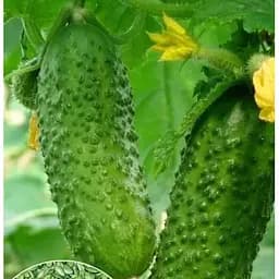 Насіння Весна на вагу Огірок Регіна F1 ціна за 2 г (22136)