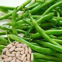 Фасоль "Спаржевая зеленая" ТМ "Весна" 15г (13372)