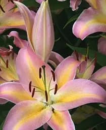 Луковица Agro-Market Лилия Hocus Pocus гигантский цветок 1 шт. в упаковке (176122)