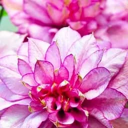 Саджанець Agro-Market Клематис Innocent Glance NEW (47826)