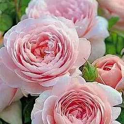 Роза английская Agro-Market Нежность саженец класса АА+ высший сорт 1 шт. в упаковке (16106)