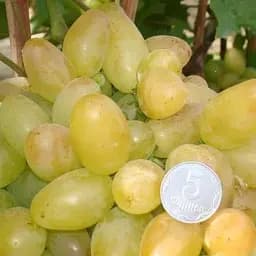 Саженец Agro-Market Виноград Верона (средний срок созревания, не повреждается осами) 1 шт. в упаковке (24830)