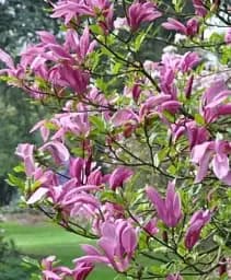 Саженец Agro-Market Магнолия 4-летняя гибридная Susan (высота 60-80 см) 1 шт. в упаковке (181985)