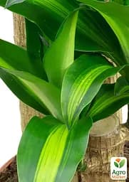 Саджанець Agro-Market Драцена Фрагранс Мassanzheana кімнатна 2-х ярусна висота 75-95 см вазон С5, 1 шт. в упаковці (181116) - мініатюра 2