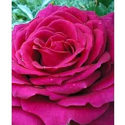 Саженец Agro-Market Роза чайно-гибридная Юрианда (класс АА+) высший сорт (44192) 1 шт.