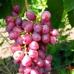 Саджанець Agro-Market Виноград Аллегро (кишміш раннього терміну дозрівання) 1 шт. в пакуванні (101862)