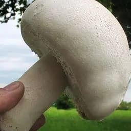 Сухий зерновий міцелій «Печериця великоплідна» 100г (45606)