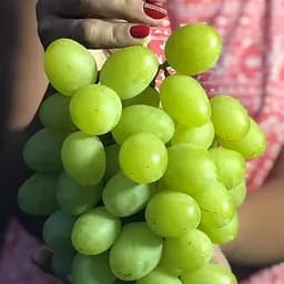 Саджанець Agro-Market Виноград Красавчик (дуже великий солодкий виноград ультрараннього терміну дозрівання) 1 шт. в пакуванні (105400)