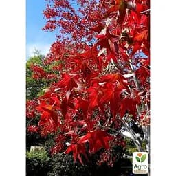 Саджанець Agro-Market Ліквідамбра смолоносна (Liquidambar styraciflua) контейнер P9 (50809) - мініатюра 4