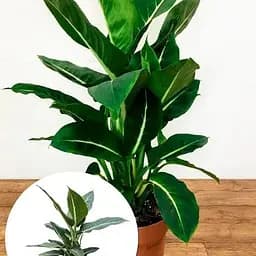 Дифенбахія (Dieffenbachia) Agro-Market Green Magic висота 40-60см (185441) 1 саджанець в упаковці е кімнатний - мініатюра 3