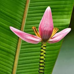 Банан Садиба Центр Бархатный 3 шт.