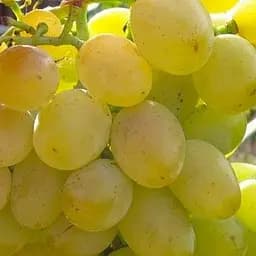 Саджанець Agro-Market Виноград Ланселот (раннесреднего термін дозрівання, висока морозостійкість) 1 шт. в пакуванні (48837)