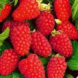 Малина Agro-Market "Tulameen" (среднепоздний срок созревания, отличный вкус и аромат) 1-летний саженец (189480) 1 шт в упаковке