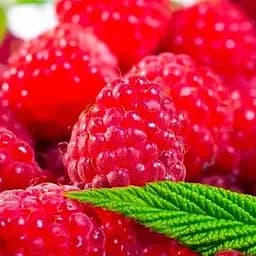 Малина Agro-Market "Джоан Джей" (ремонтантный бесшипый высокоурожайный сорт шотландской селекции) 1-летний саженец (189534) 1 шт в упаковке