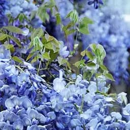 Саджанець Agro-Market Гліцинія блакитна Лагуна романтики (The lagoon of romance) (38034)