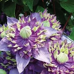 Саджанець Agro-Market Клематис Тайга (повторноквітучий сорт) 1 саджанець в упаковці (51543)