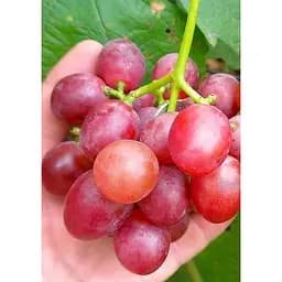 Саджанець Agro-Market Виноград Червоне полум'я (кишмиш, ранньо-середній термін дозрівання, має тривалий термін зберігання ягід) 1 шт. в упаковці (20041) - мініатюра 3