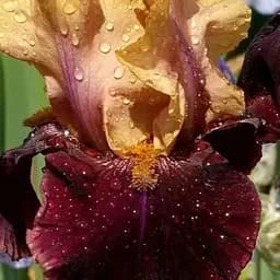 Ірис бородатий крупноквітковий "Rustic Royalty" (61526) 1 шт