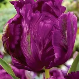 Тюльпан "Negrita Parrot" (43149) 2 шт