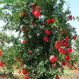 Саджанець Agro-Market Гранат Кримський рожевий (25545) 1 шт. в упаковці