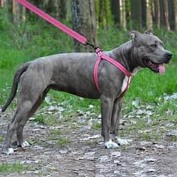 Шлея для собак Barksi Active світловідбивна (обхват грудей 58-71 см ширина 2.5 см) рожева - мініатюра 5
