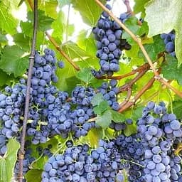 Саджанець Agro-Market Виноград Веста (дуже ранній винний сорт) 1 шт. в пакуванні (101852)