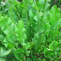 Хрен "Рижкий" (острая, пикантная пряность для консервации) (155962) 1 саженец в упаковке