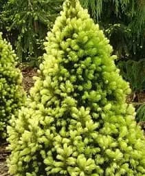 Саджанець Agro-Market Ялина канадська Rainbow's End (ком/сітка) висота 90-100 см 1 шт. в упаковці (183041)