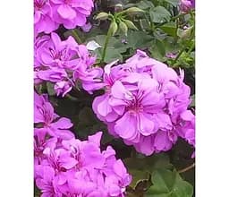 Саджанець Agro-Market Пеларгонія ампельна Kitty (контейнер №10 висота 10-20 см) (176650) 1 шт. в упаковці