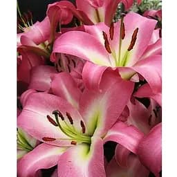 Цибулина Agro-Market Лілія Гігант Time Zone (35513) 1 шт.