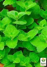 Саджанець Agro-Market М'ята Яблучна Mentha Rotundifolia (контейнер Р9, Корневище) 1 шт. в упаковці (49186) - мініатюра 2
