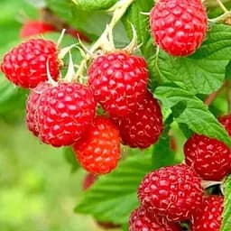 Малина Agro-Market "Зева" (ремонтантный высокоурожайный сорт, швейцарской селекции) 1-летний саженец (189490) 1 шт в упаковке