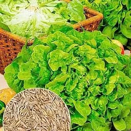 Семена Agro-Market Салат Крутянский на вес цена за 5 г (177352)