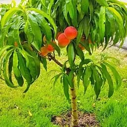 Персик колоноподібний на штамбі Agro-Market "Медовий" вік від 2-х років (декоративний, компактний, суперсолодкий сорт) (120469) 1 саджанець в упаковці